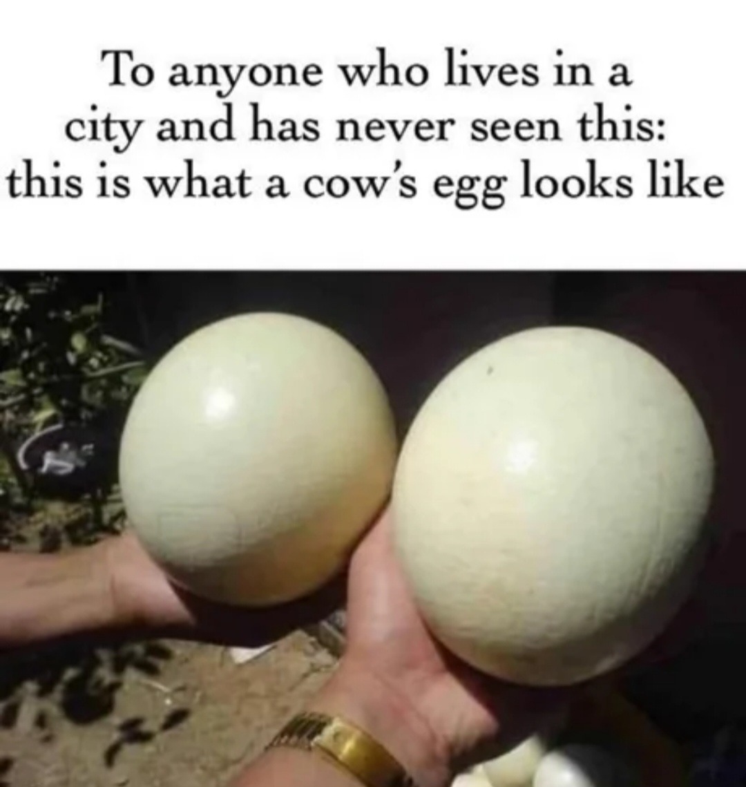 Cow eggs anyone - meme