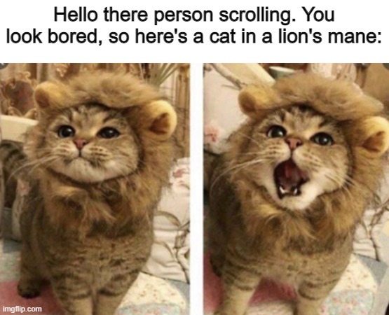 cute lion stop scrolling refresh your minds with this cute cat - meme