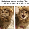 cute lion stop scrolling refresh your minds with this cute cat