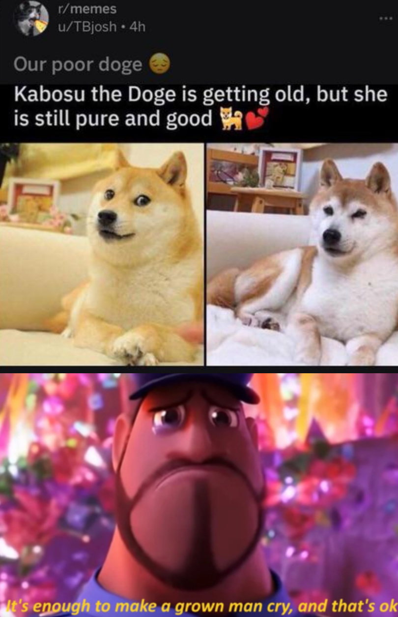 Still a cute pup - meme