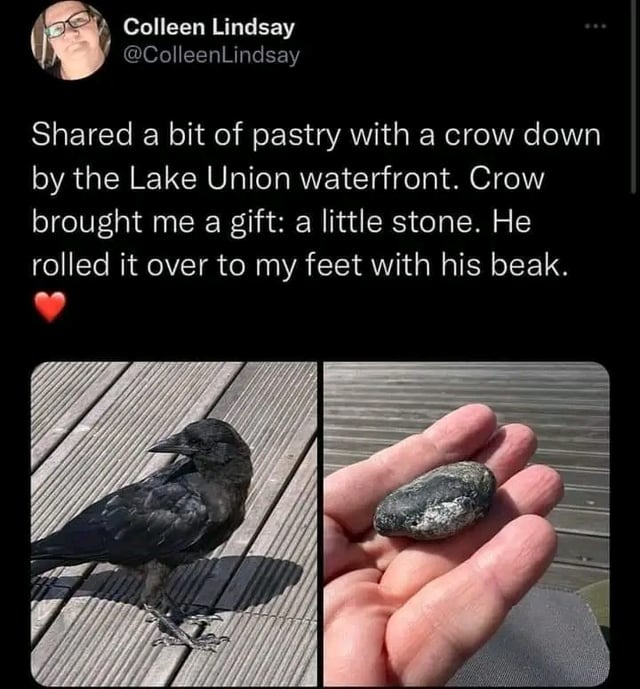 Crows are smart - meme
