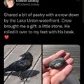Crows are smart
