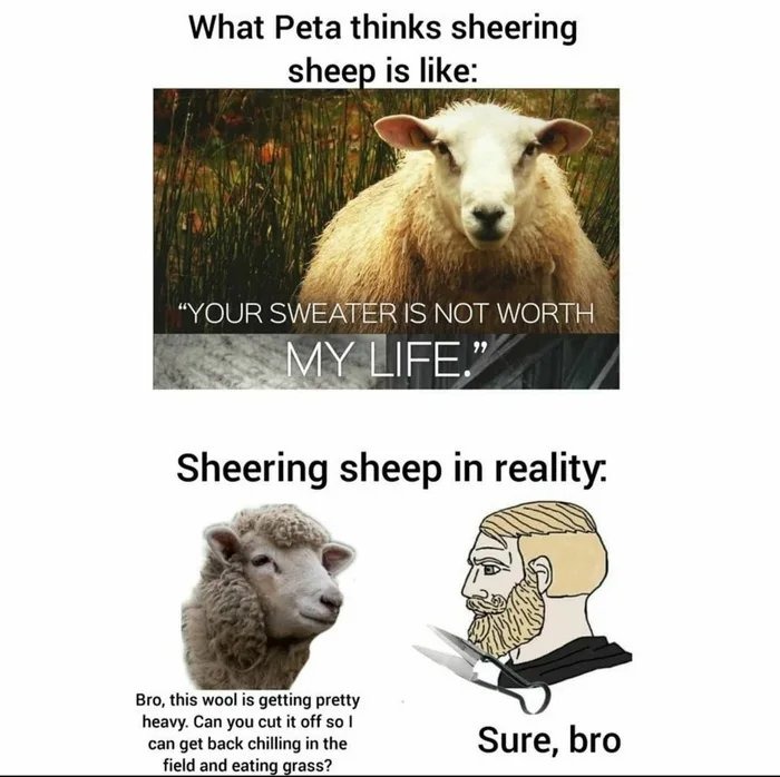 Sheep reality - meme