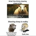 Sheep reality