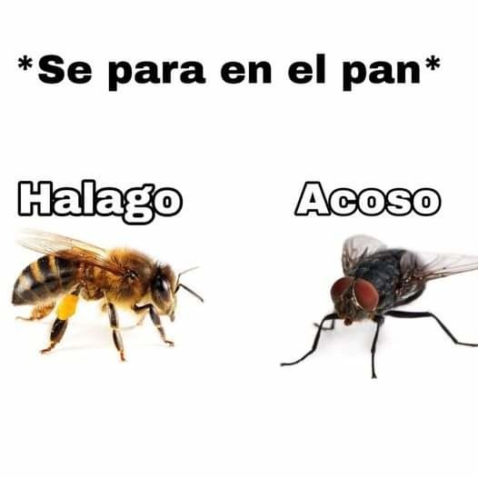 Insectos - meme