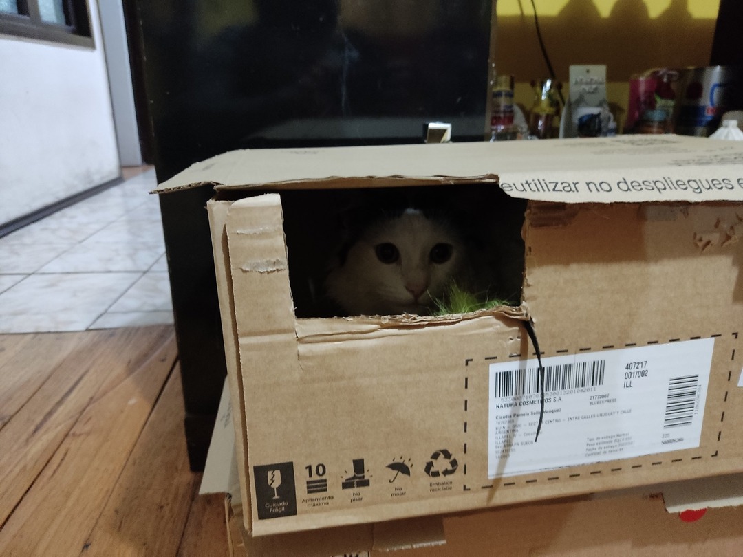 Debido a la aceptación de la fotomeme de mi gato, aquí hay otra dentro de una de sus casas hechas de cajas =)