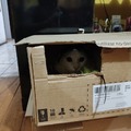 Debido a la aceptación de la fotomeme de mi gato, aquí hay otra dentro de una de sus casas hechas de cajas =)