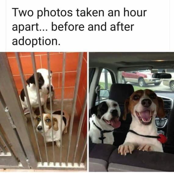 People should adopt more dogs - meme