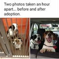 People should adopt more dogs