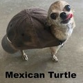 Mexican turtle