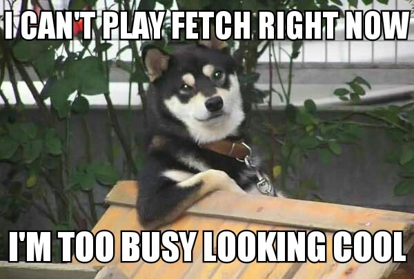 Im busy looking cool no fetching today - meme