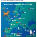 Perros en Argelia