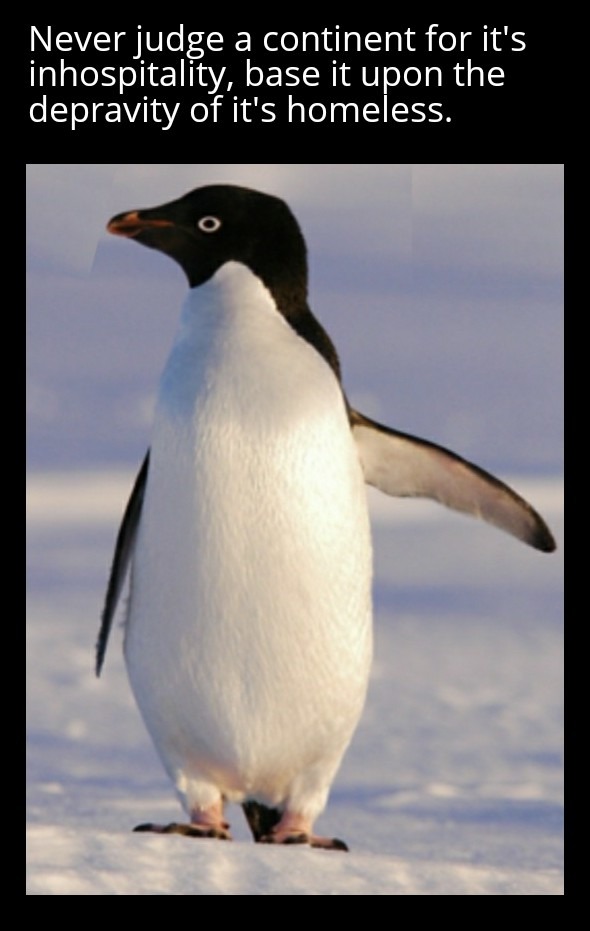 Adelaide penguins are a weird kind of degeneracy - meme