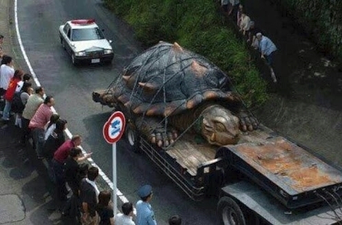 Giant Fukushima Mutant Turtle Captured By Japanese Military o; - meme