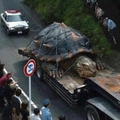 Giant Fukushima Mutant Turtle Captured By Japanese Military o;