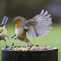 This is sparta !!!