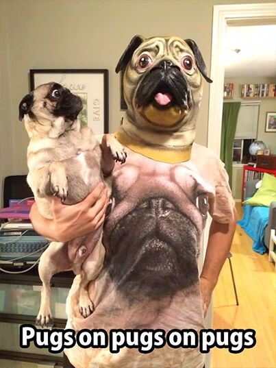 Pugs are the ugliest dogs ever - meme