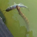 Lake Nope