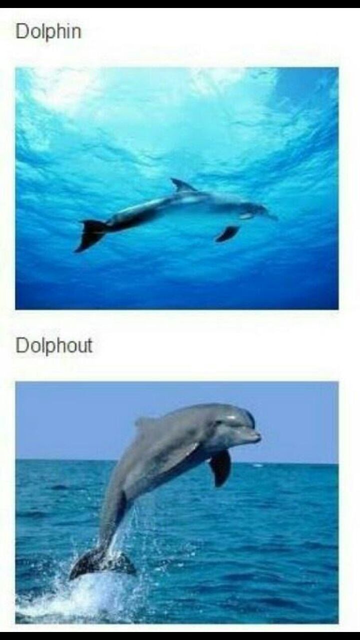 Delfín :) - meme