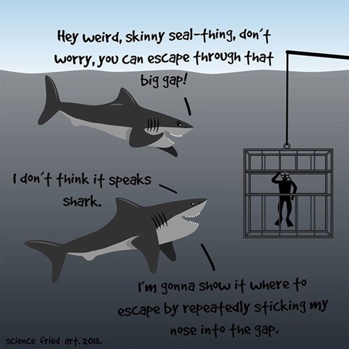 How Shark's really think - meme