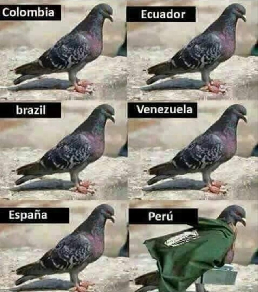 Contexto: se preparan para matar a los de Perú, porque comen palomas - meme