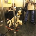 This is a dog, riding a horse, riding a subway train