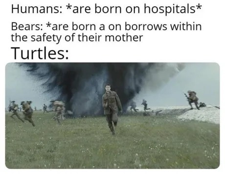 Save the turtles - meme