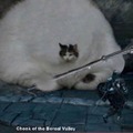 commented item thumbnail