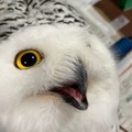 More cute owl posts