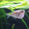 silver hatchedfish (put a lid on your tank since they like to jump)