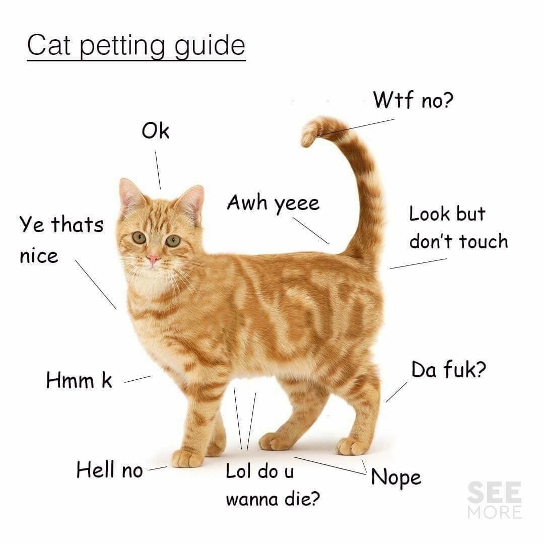 Pets guide. About Cats. Кошка Мем. Панорама котик котов. Гато коты.