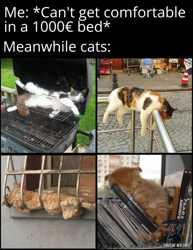 Cats sleeping everywhere - meme