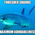 Threser Sharks