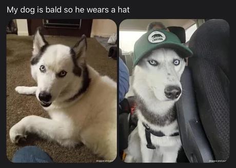 My dog is bald so now he’s a hat guy - meme