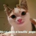 This cat stares at beautiful people. I know it’s not a meme but take time to appreciate yourself. Have a good day!