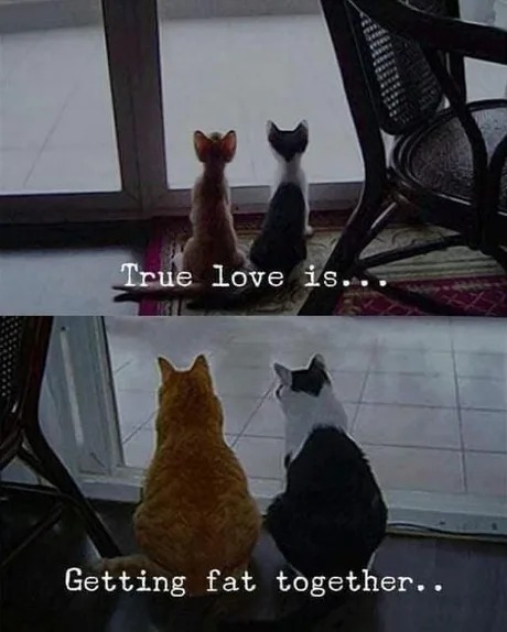 True love is getting fat together - meme