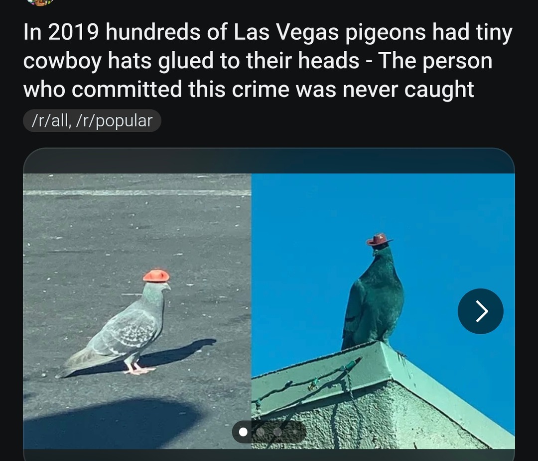 Vegas pigeons wore cowboy hats and the criminal's still free - meme