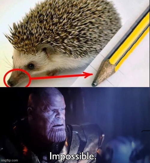 It's a hedgehog, btw - meme