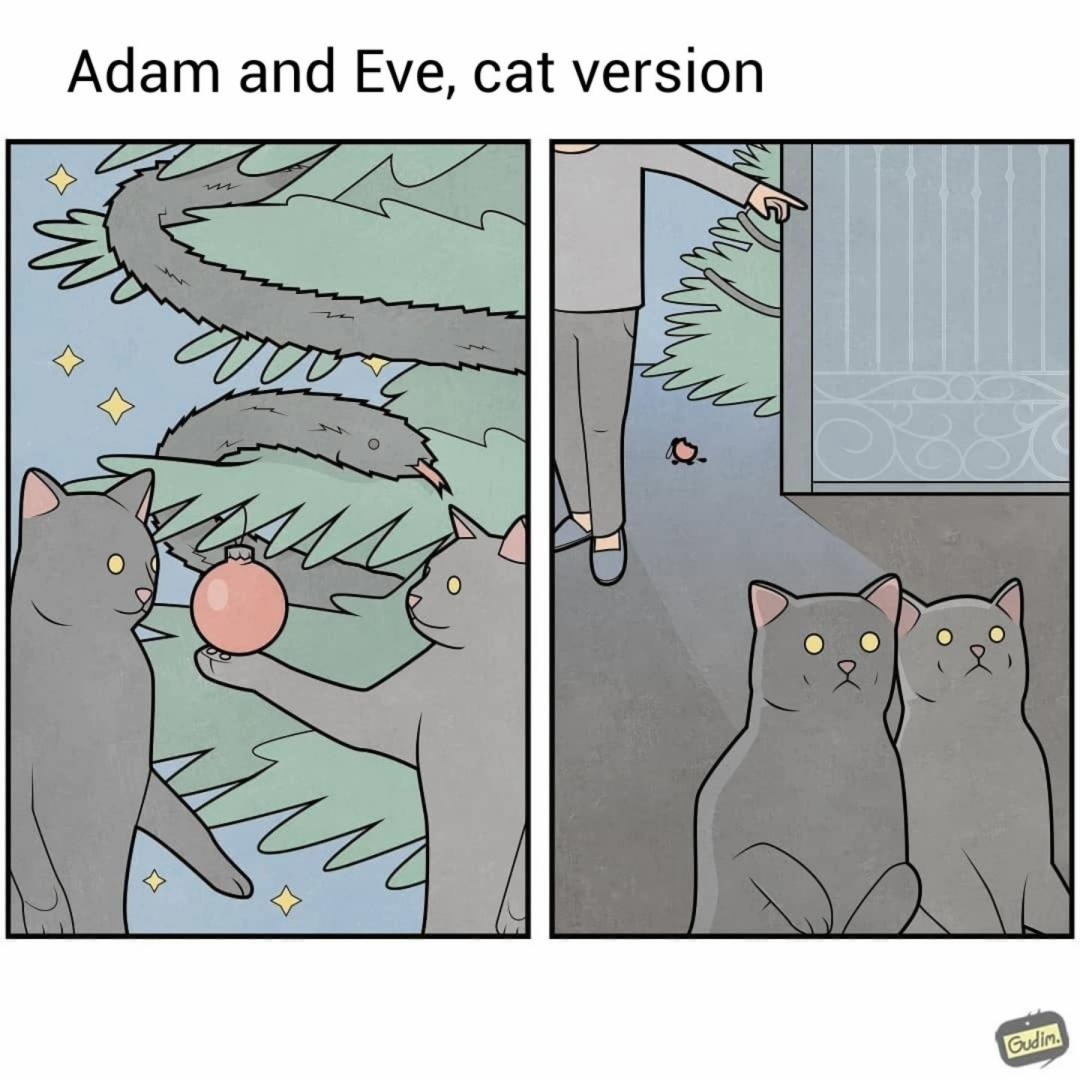 Cat - meme