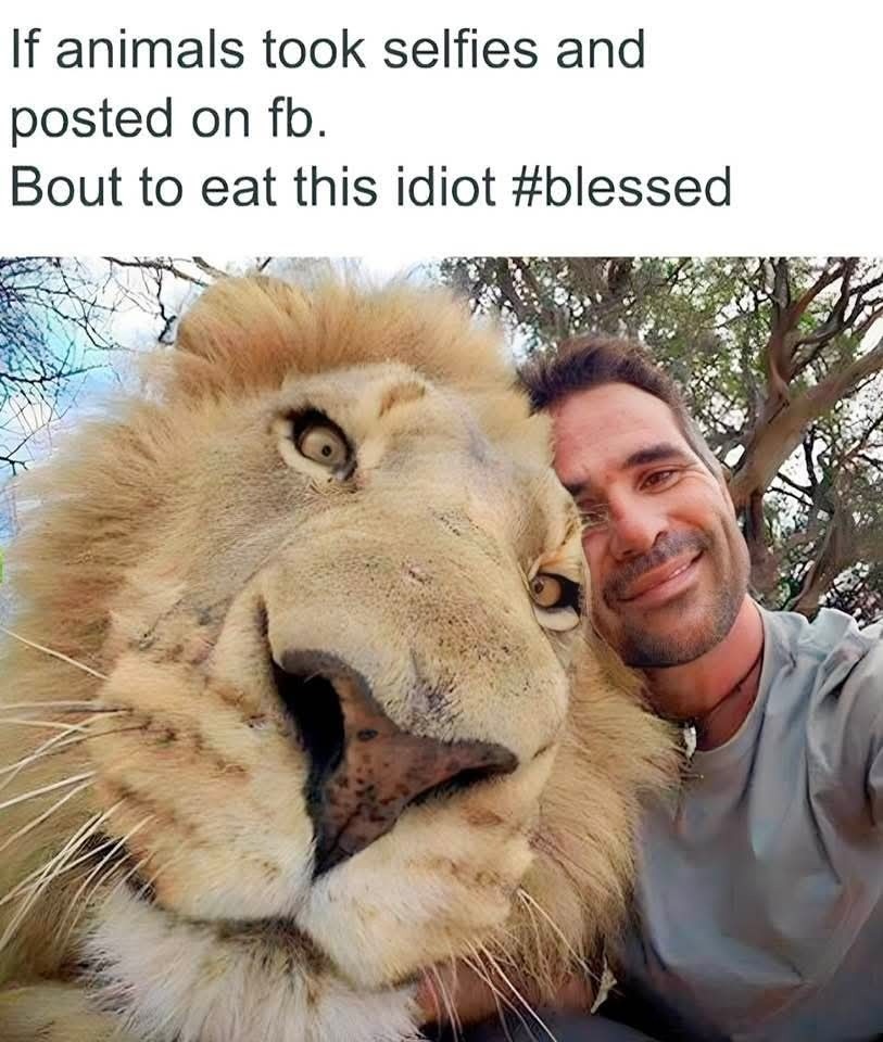 If animals posted selfies, every pic would be before the bite - meme