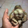 the frog fit af