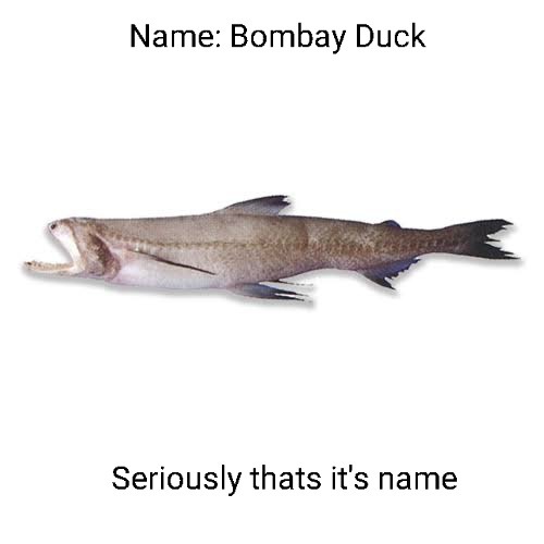 Yes that's its name - meme