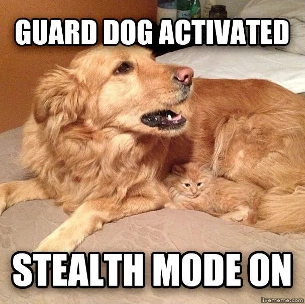 doggo and catto - meme