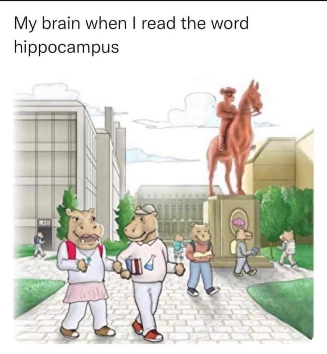 Hippocampus - meme