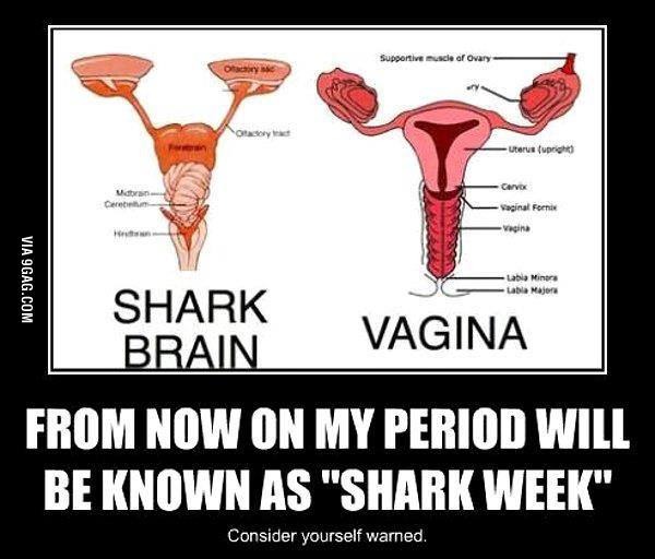 Shark week - meme