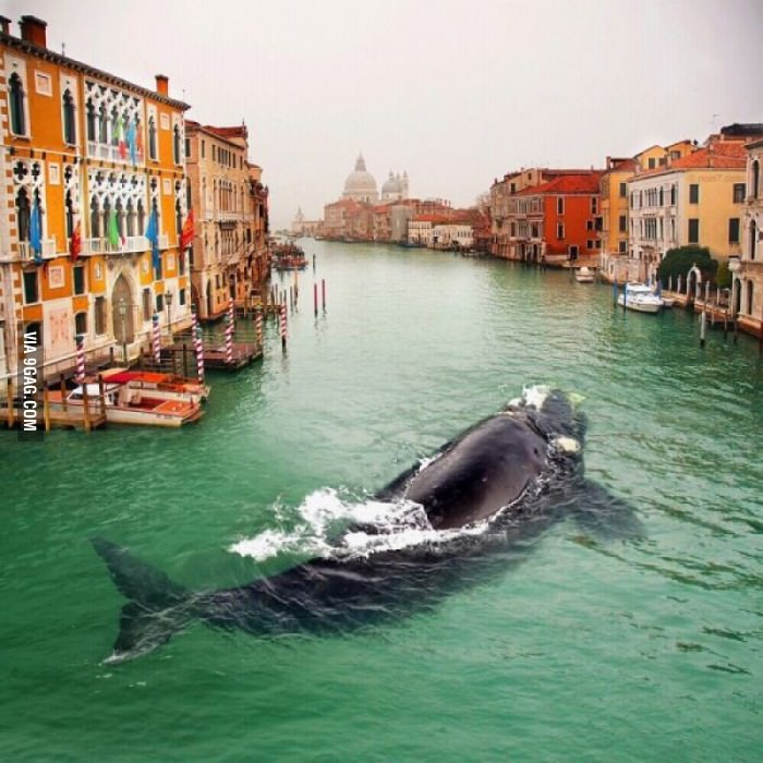 Whale in Venezia - meme