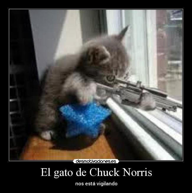 Cuidado con el gato de chuck norris - meme