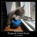 Cuidado con el gato de chuck norris