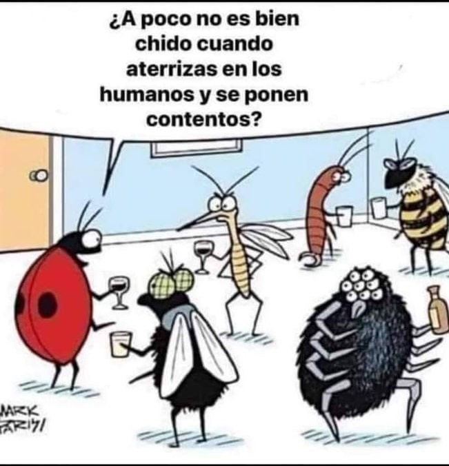 El único insecto soportable, además por supuesto del insecto palo - meme