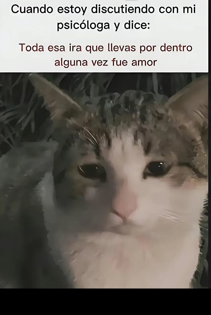 Xq - meme